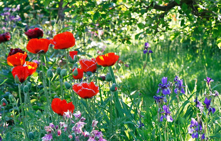 Illustration Mein Schöner Garten